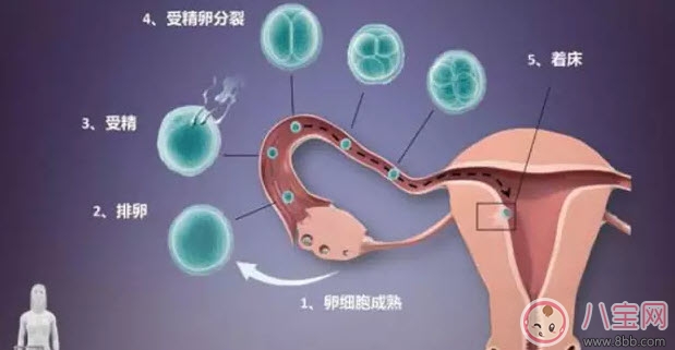 經期同房會不會懷孕 經期同房懷孕幾率有多大