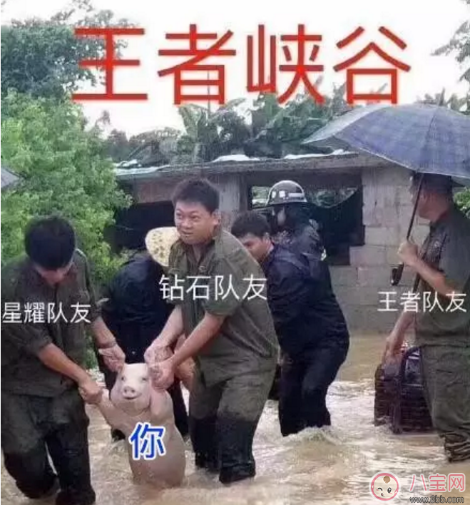 洪水救出的網(wǎng)紅小豬被做成表情包 網(wǎng)紅小豬表情包合集