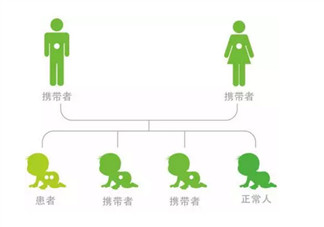 蠶豆病的遺傳規律是什么 蠶豆病母親傳給兒子父親傳給女兒