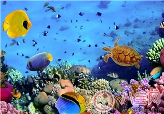 海洋生物趣味多 魚(yú)類(lèi)簡(jiǎn)筆畫(huà)