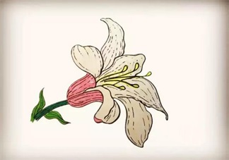 怎么教寶寶花百合花 百合花簡筆畫
