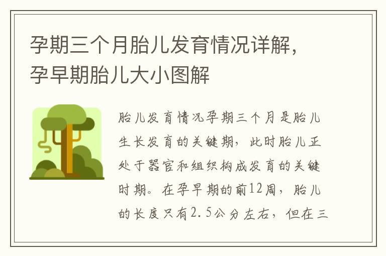 孕期三個月胎兒發育情況詳解，孕早期胎兒大小圖解