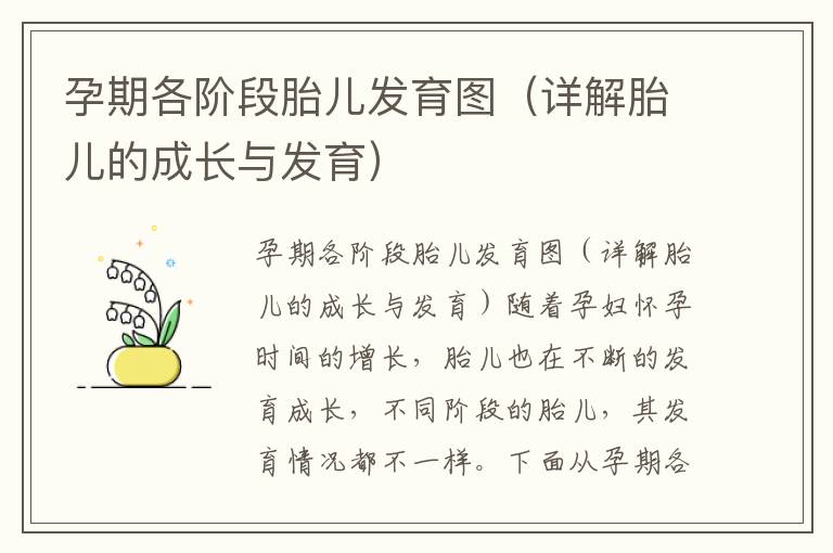 孕期各階段胎兒發(fā)育圖（詳解胎兒的成長與發(fā)育）