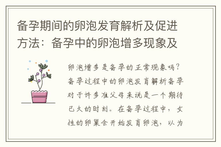 備孕期間的卵泡發育解析及促進方法：備孕中的卵泡增多現象及技巧分享